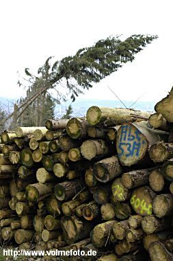 Im Stadtwald wurden 130 ha Wald zerstört.