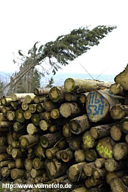 Im Stadtwald wurden 130 ha Wald zerstrt. 