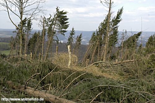 Im Stadtwald wurden 130 ha Wald zerstrt. 