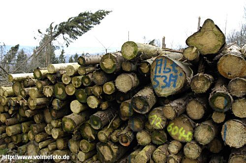 Im Stadtwald wurden 130 ha Wald zerstrt. 