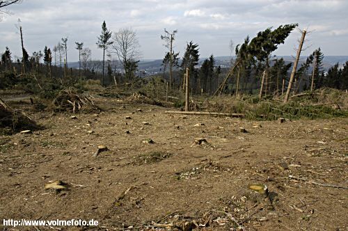 Im Stadtwald wurden 130 ha Wald zerstrt. 