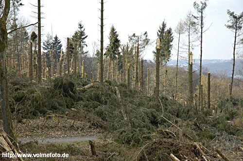 Im Stadtwald wurden 130 ha Wald zerstört.