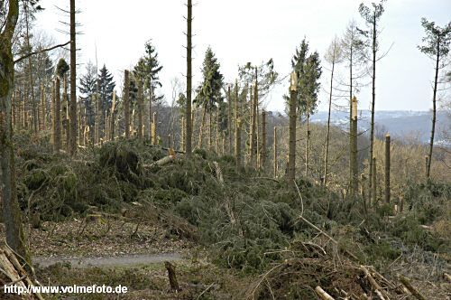 Im Stadtwald wurden 130 ha Wald zerstrt. 