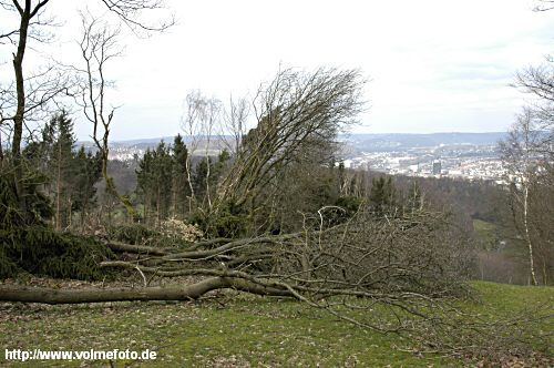 25 Millionen Bäume geknickt