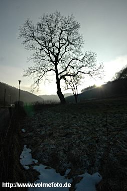 Holthauser Bachtal im Januar